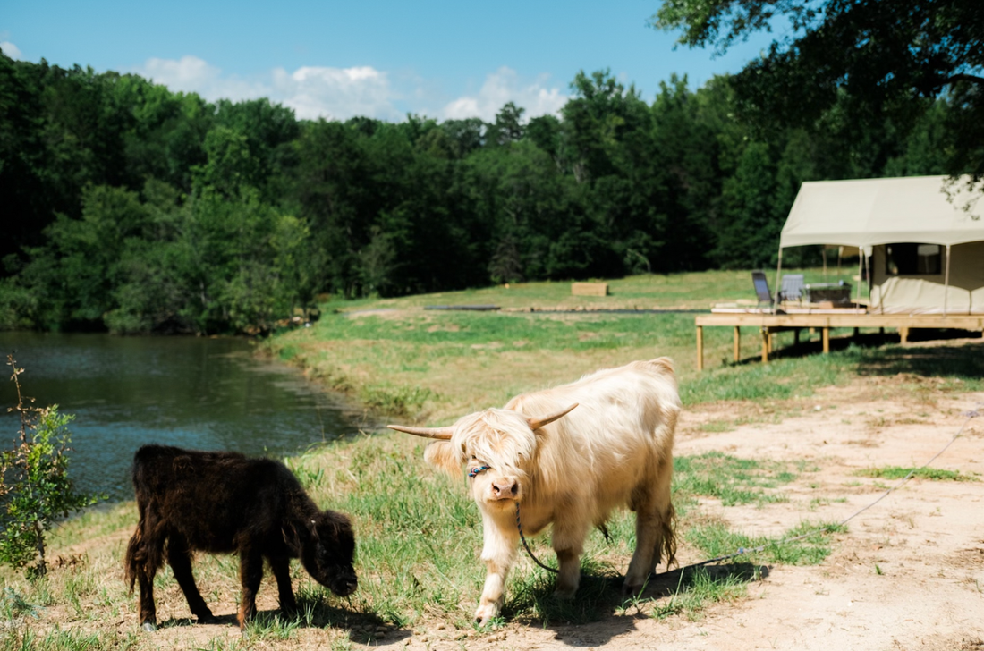 WyldStay Greenville at Serenity Lake Farm - Fountain Inn, South Carolina - glamping.directory