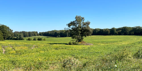 Blue Acres RV Park - Stanton, Tennessee - glamping.directory