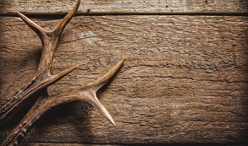 Whitetail Camping - Lockridge, Iowa - glamping.directory