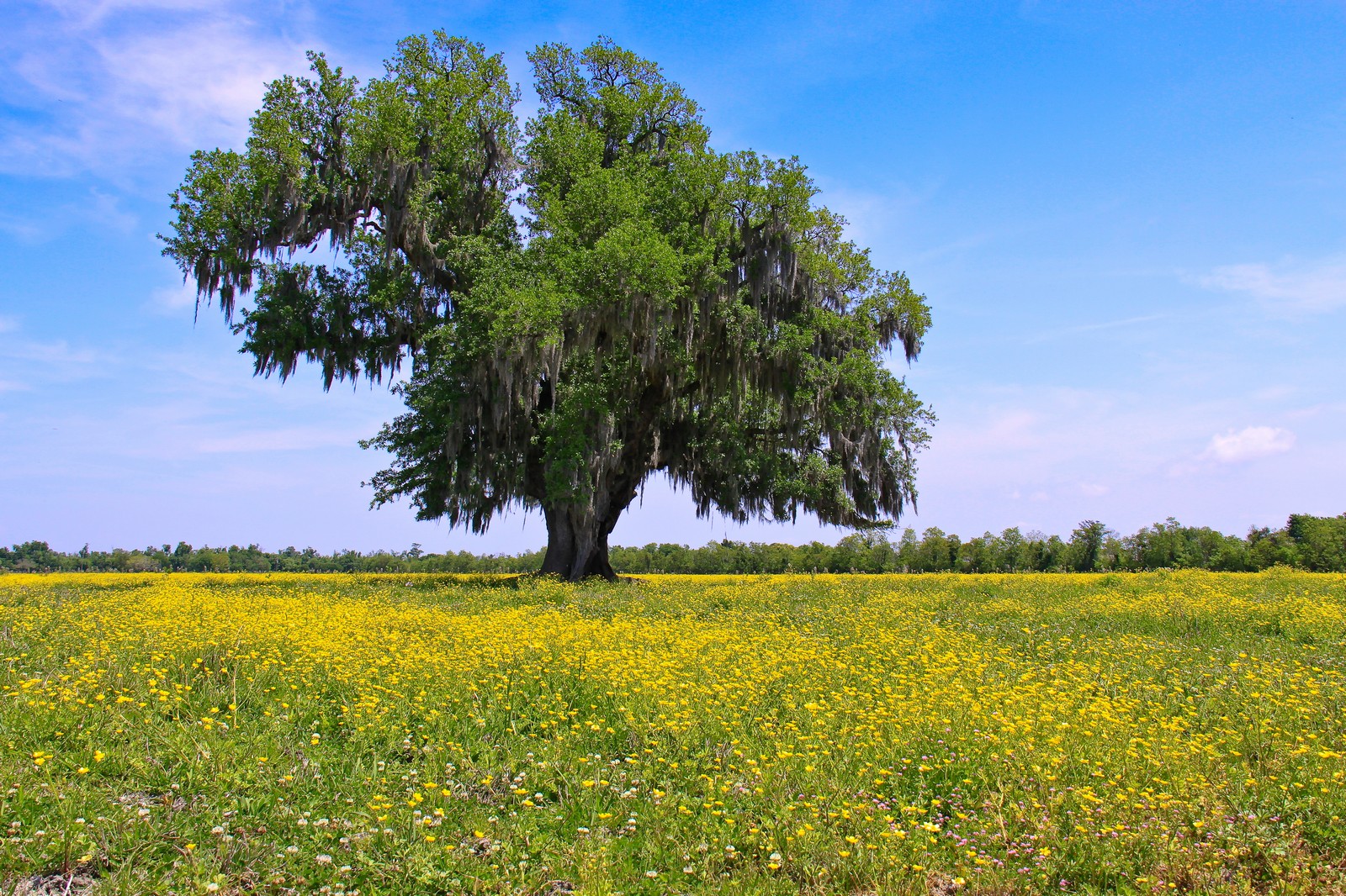 Grand Ecore RV Park - Natchitoches, Louisiana - glamping.directory