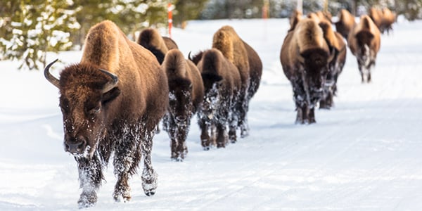 Madison Campground - Yellowstone National Park, Wyoming - glamping.directory