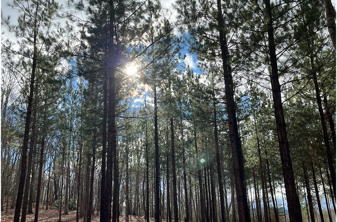 Heaven In The Hills Campground - Walnut Cove, North Carolina - glamping.directory