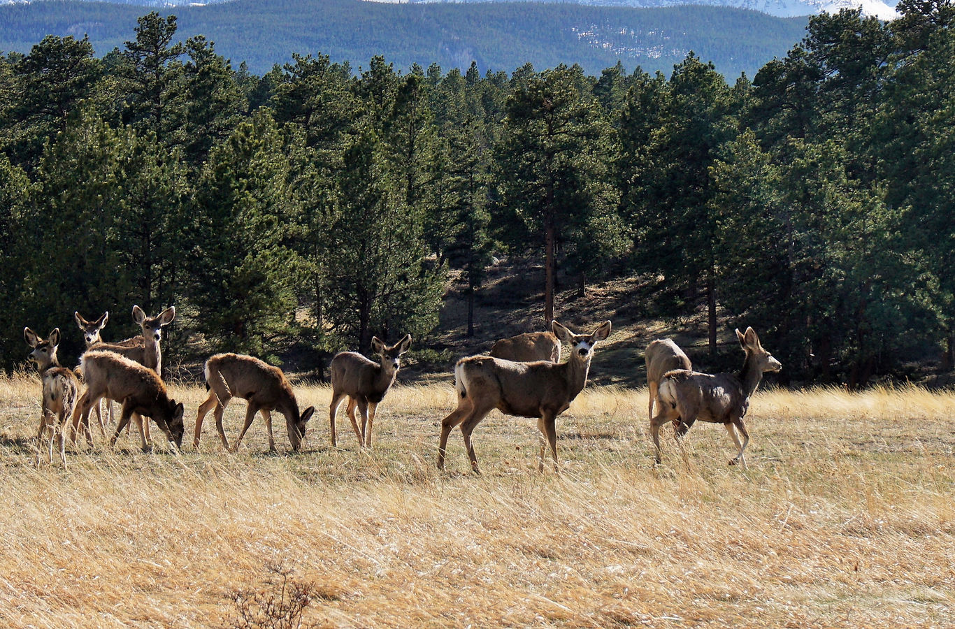 Ponderosa Ridge RV Park & Campground - Corona, New Mexico - glamping.directory