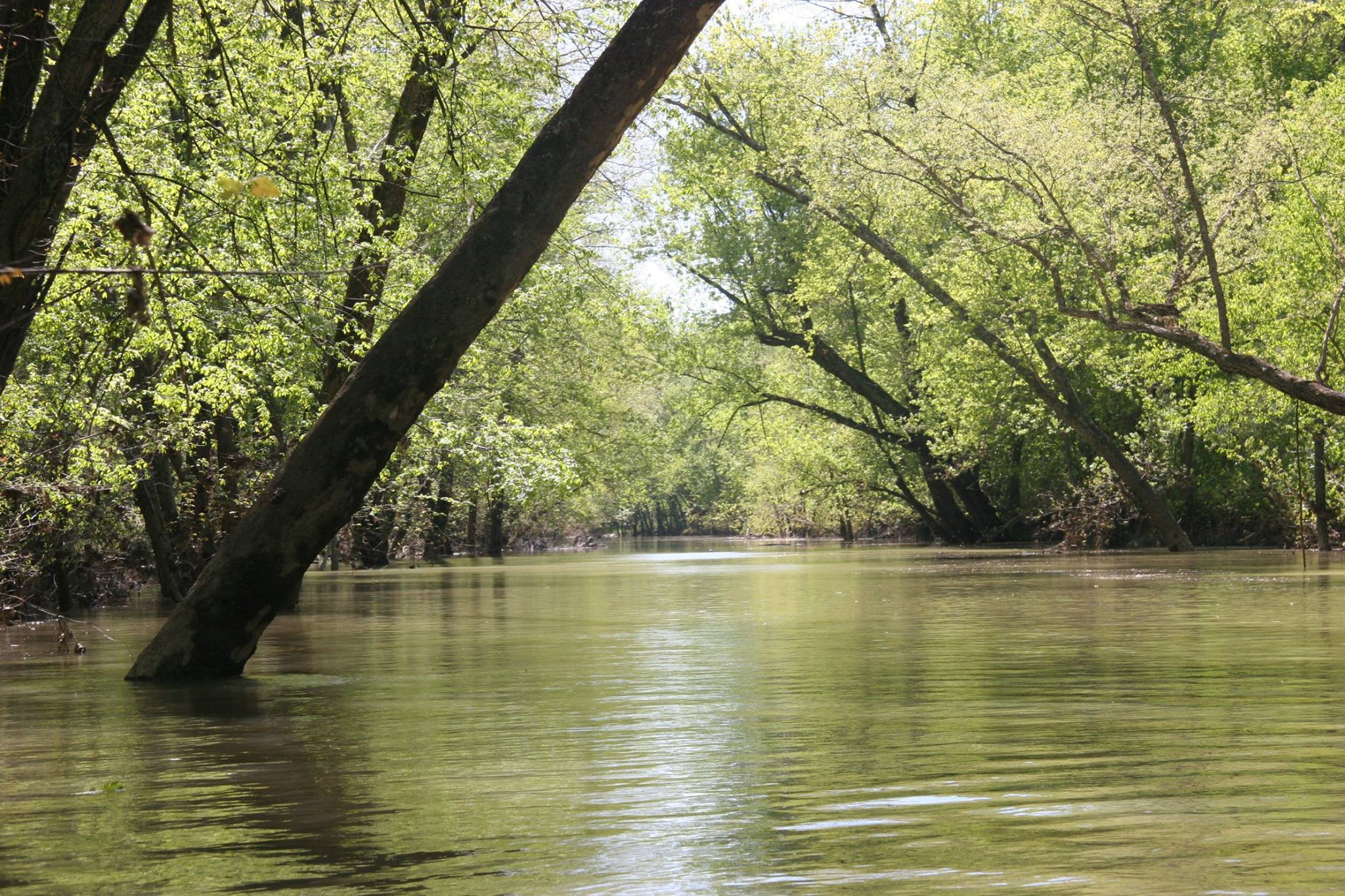 Triplett Creek Cabin Rental - Morehead, Kentucky - glamping.directory
