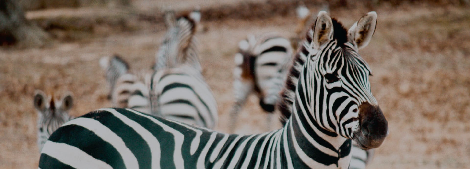 Southland Safari Cabins - Yuma, Tennessee - glamping.directory