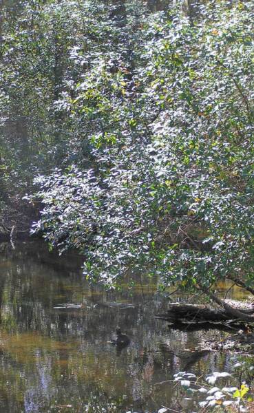 River Bottom Farms Family Campground - Swansea, South Carolina - glamping.directory