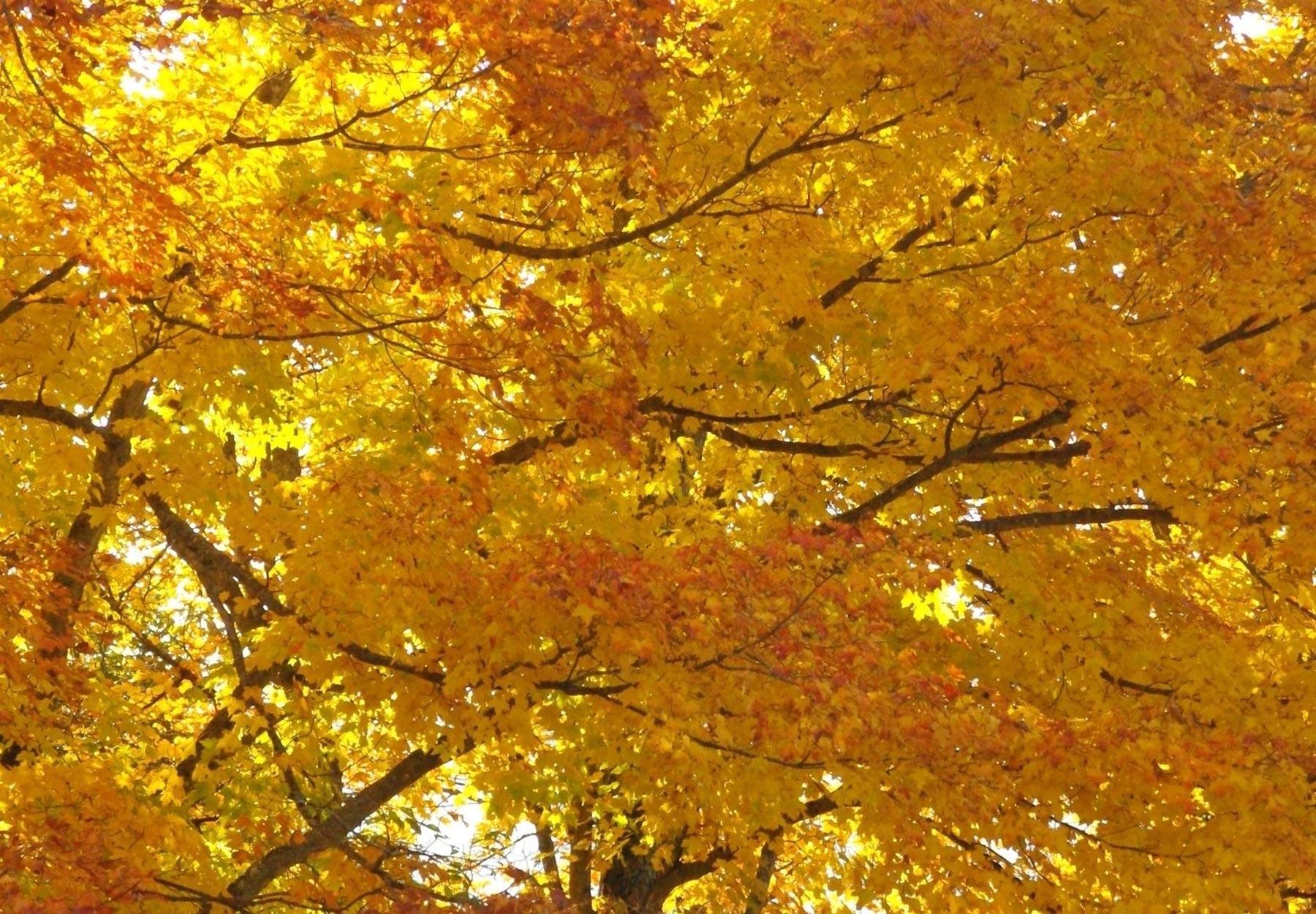 Char-Bo Campground - Derby, Vermont - glamping.directory