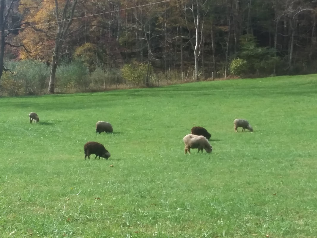 Tawney Farm, LLC - Summersville, West Virginia - glamping.directory