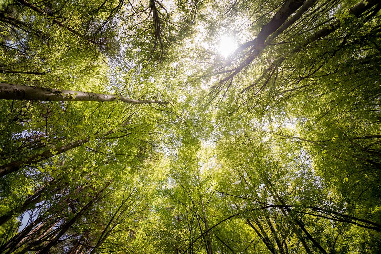 Treetop Hideaways - Flintstone, Georgia - glamping.directory