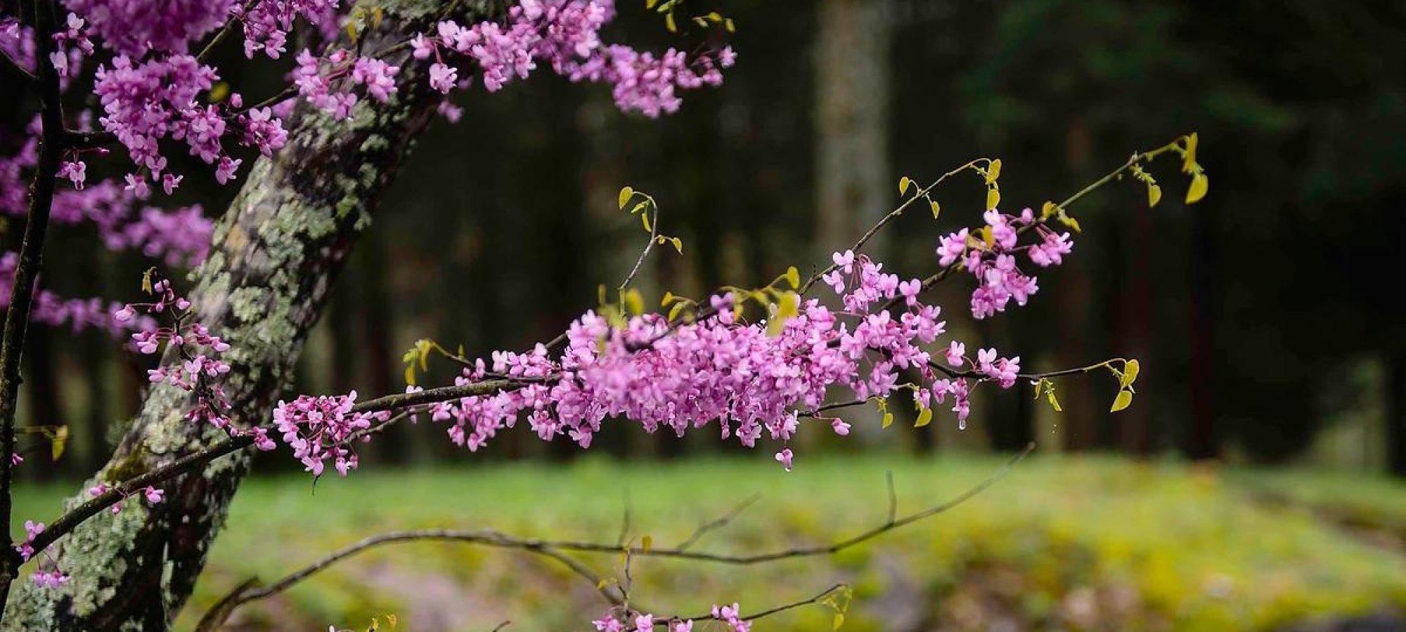 Edgar Evins State Park - Silver Point, Tennessee - glamping.directory
