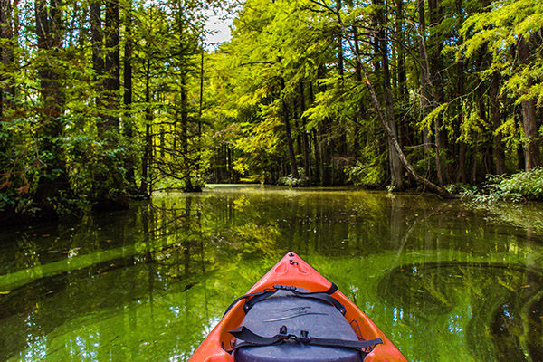 Trap Pond - Laurel, Delaware - glamping.directory