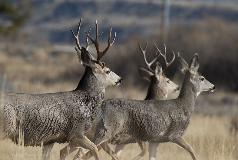 Pinedale Tent Dry Campground - Pinedale, Wyoming - glamping.directory