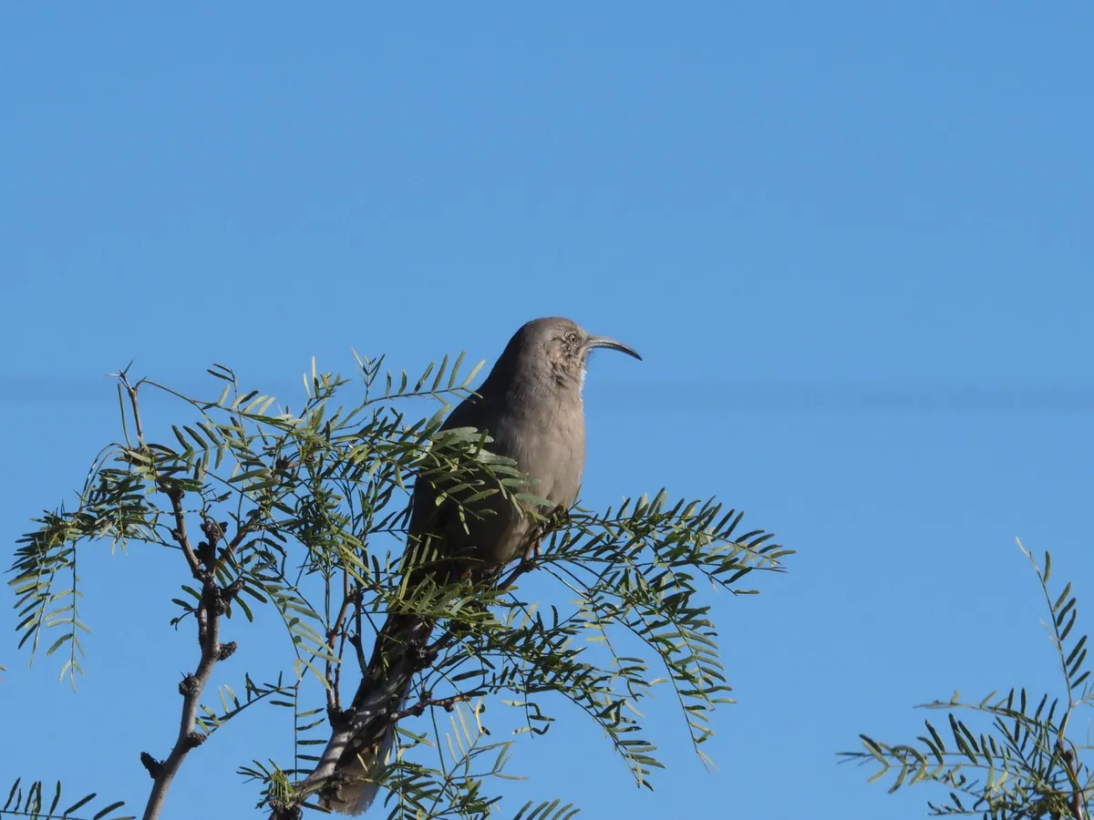 Bosque Birdwatchers RV Park - San Antonio, New Mexico - glamping.directory