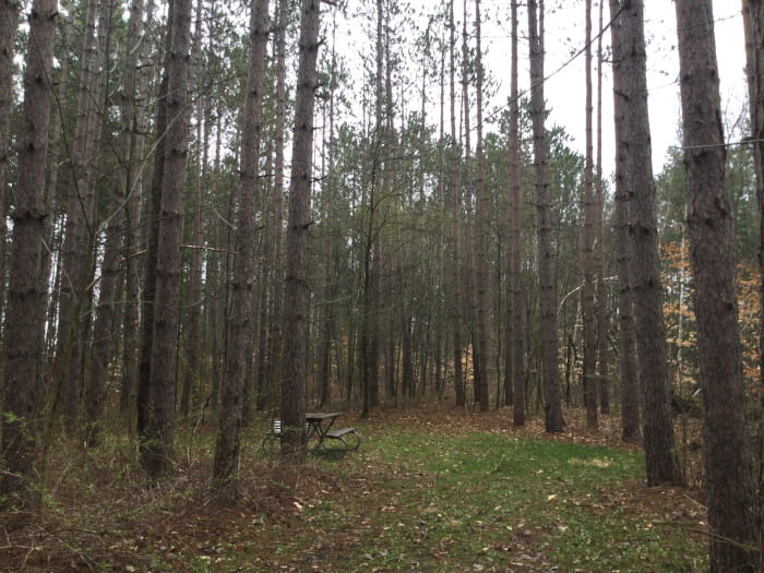 Sunrise Lake State Forest Campground - Le Roy, Michigan - glamping.directory