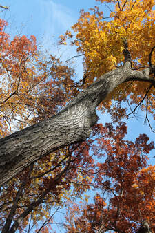 Camp Waub-O-Jeeg - Taylors Falls, Minnesota - glamping.directory