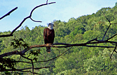 Pine Crest Campground - Windsor, New York - glamping.directory