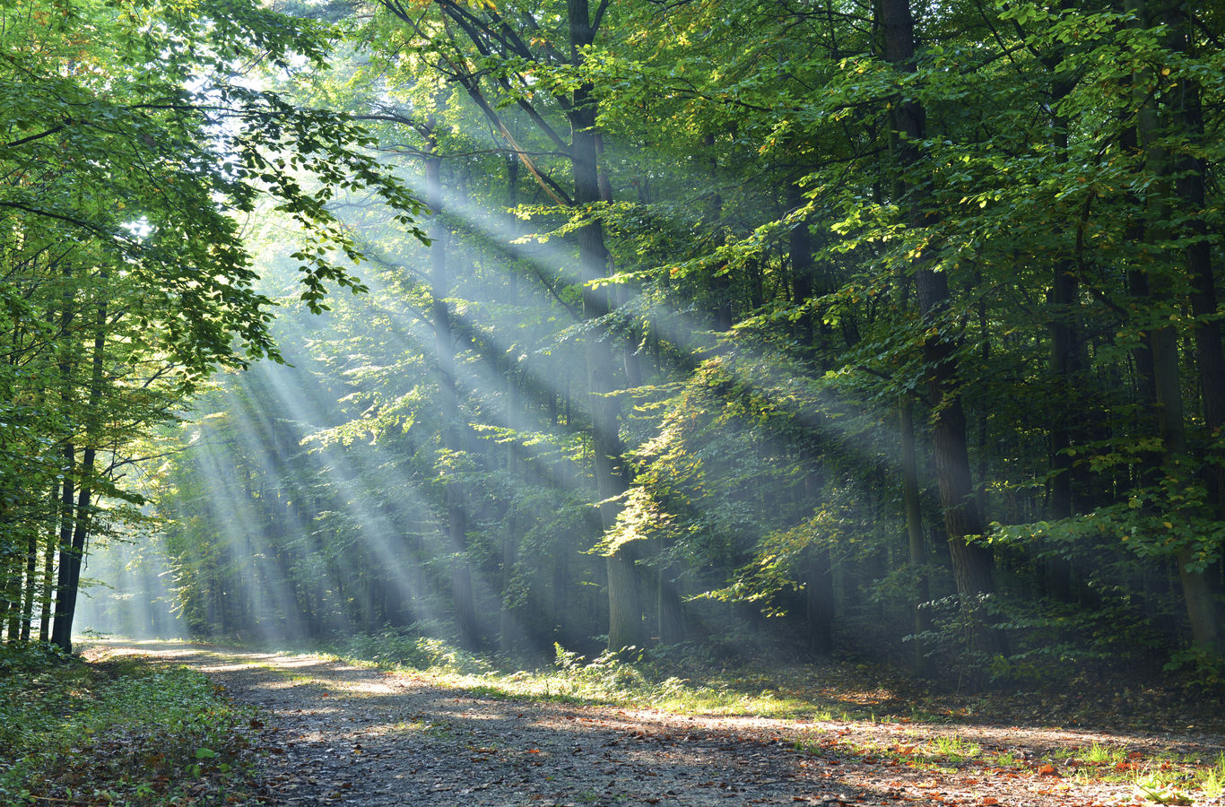 At The Ridge - Balsam Grove, North Carolina - glamping.directory