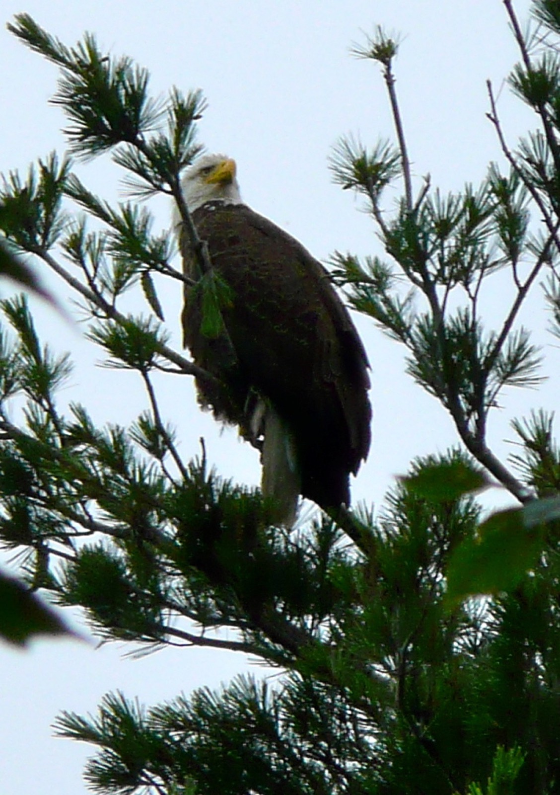 1 Big Sustainable Island (1BSI) - Monmouth, Maine - glamping.directory