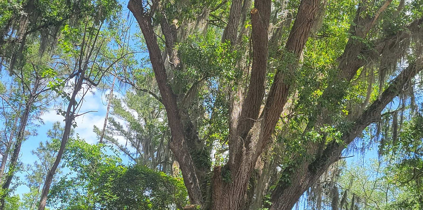 Mossy Oak Campground - Jesup, Georgia - glamping.directory