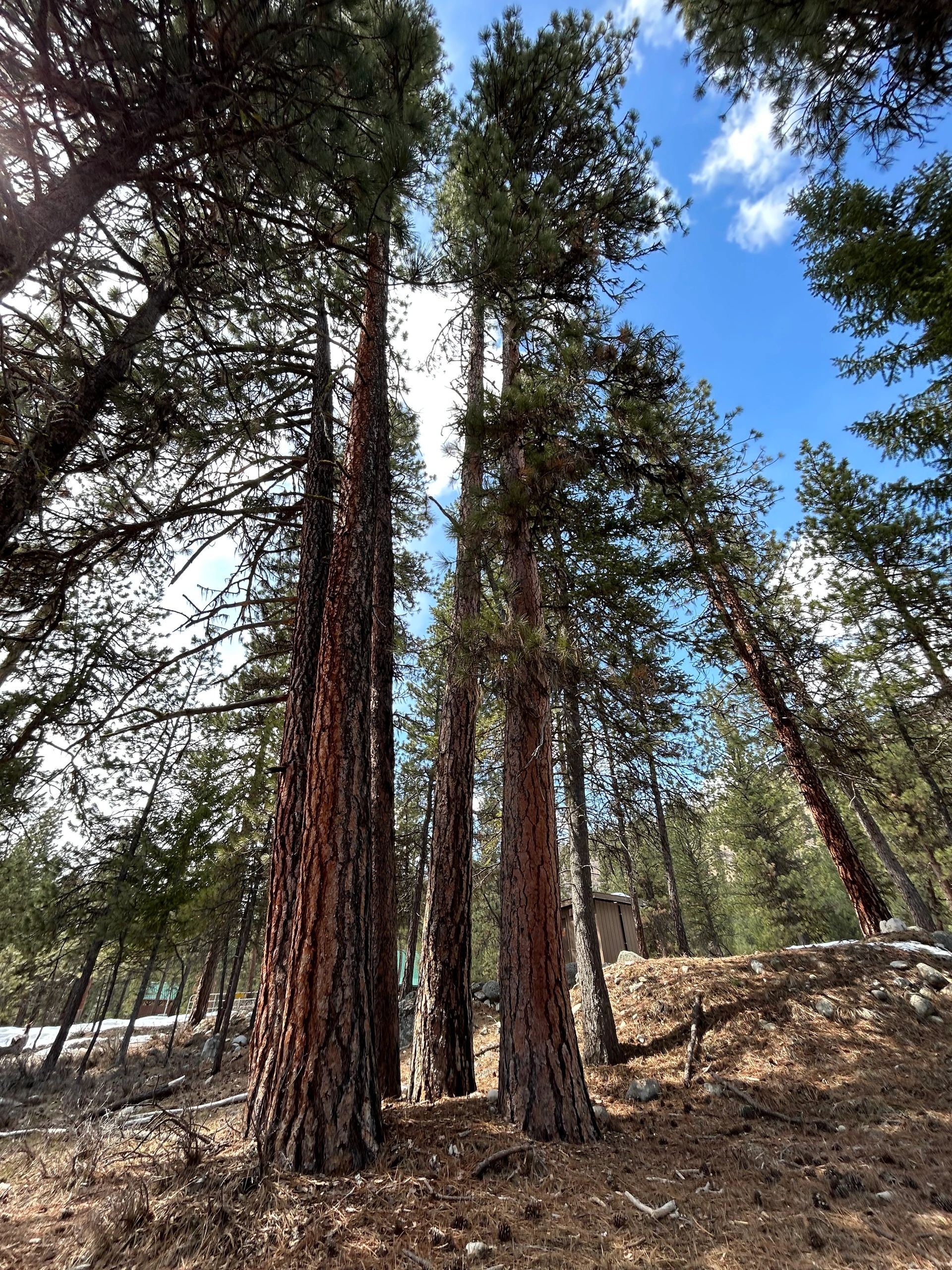 Lowman RV Park - Lowman, Idaho - glamping.directory