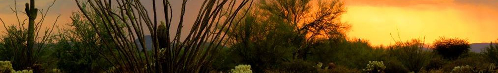 Cave Creek Regional Park Campgrounds - Cave Creek, Arizona - glamping.directory