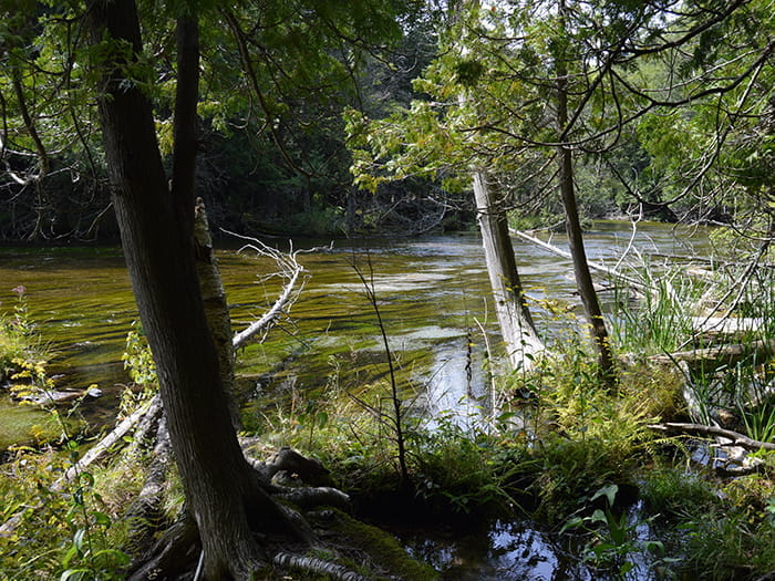 Platte River State Forest Campground - Beulah, Michigan - glamping.directory