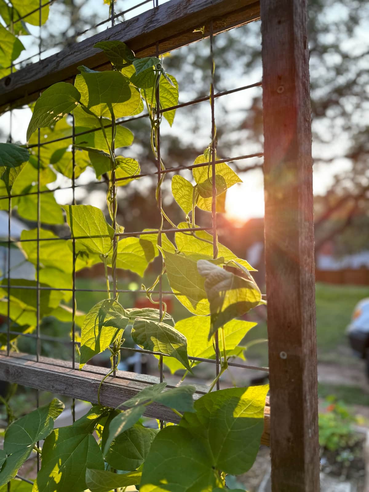 Camposanto ATX Glamping - Austin, Texas - glamping.directory