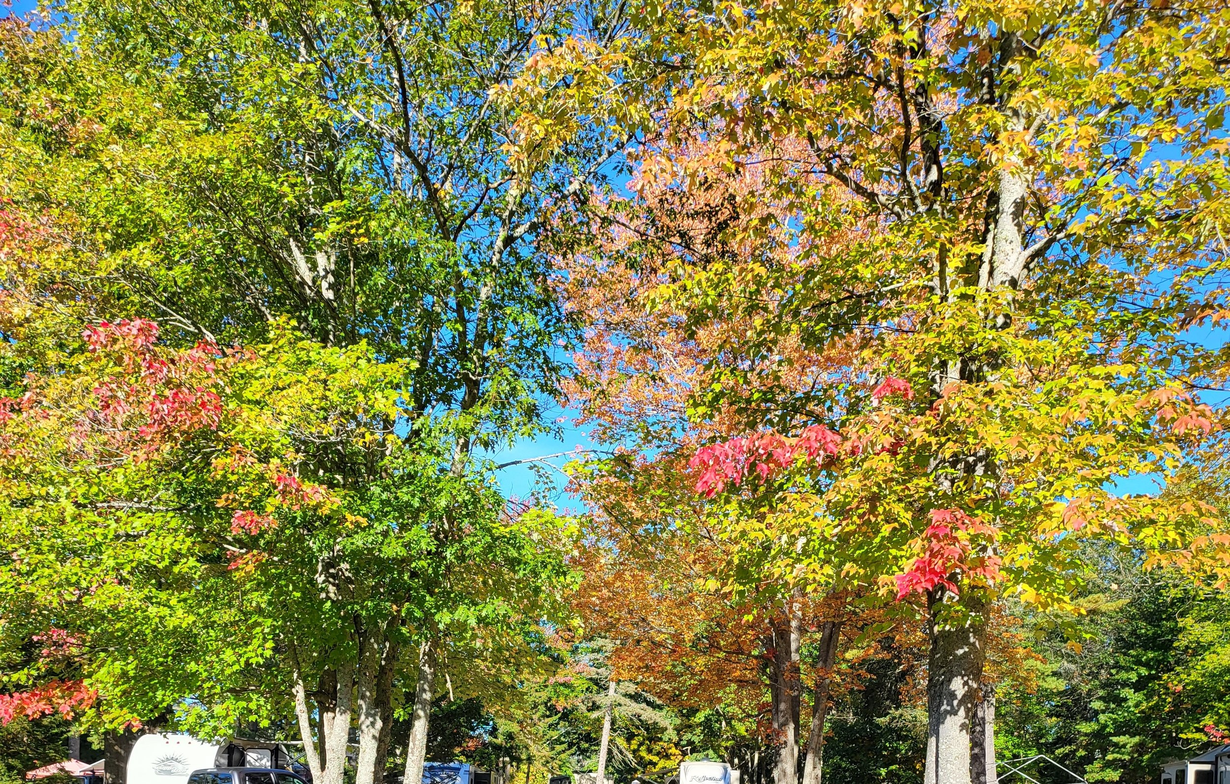 Cold River Campground - Eddington, Maine - glamping.directory