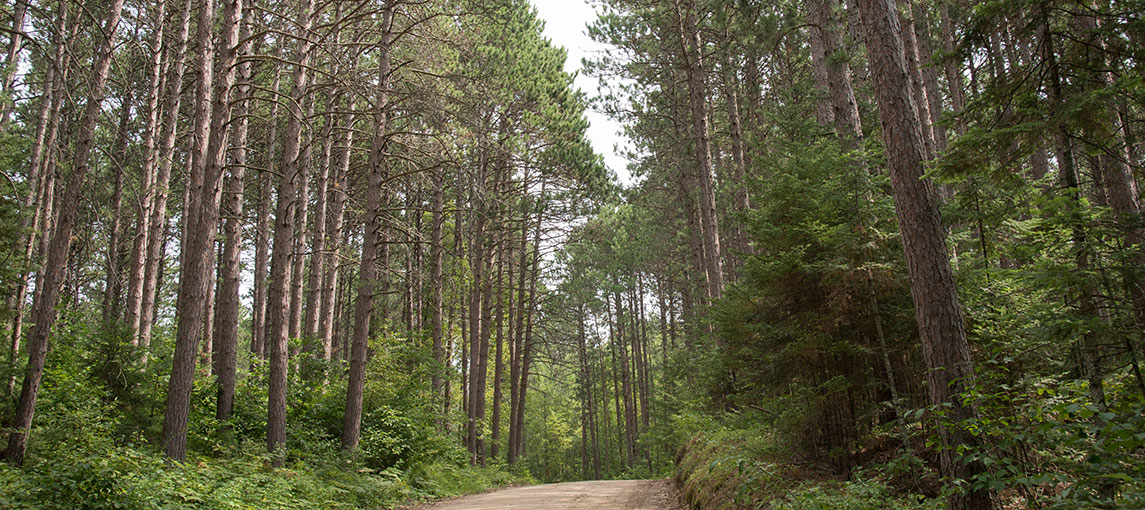 Finland State Forest - Isabella, Minnesota - glamping.directory