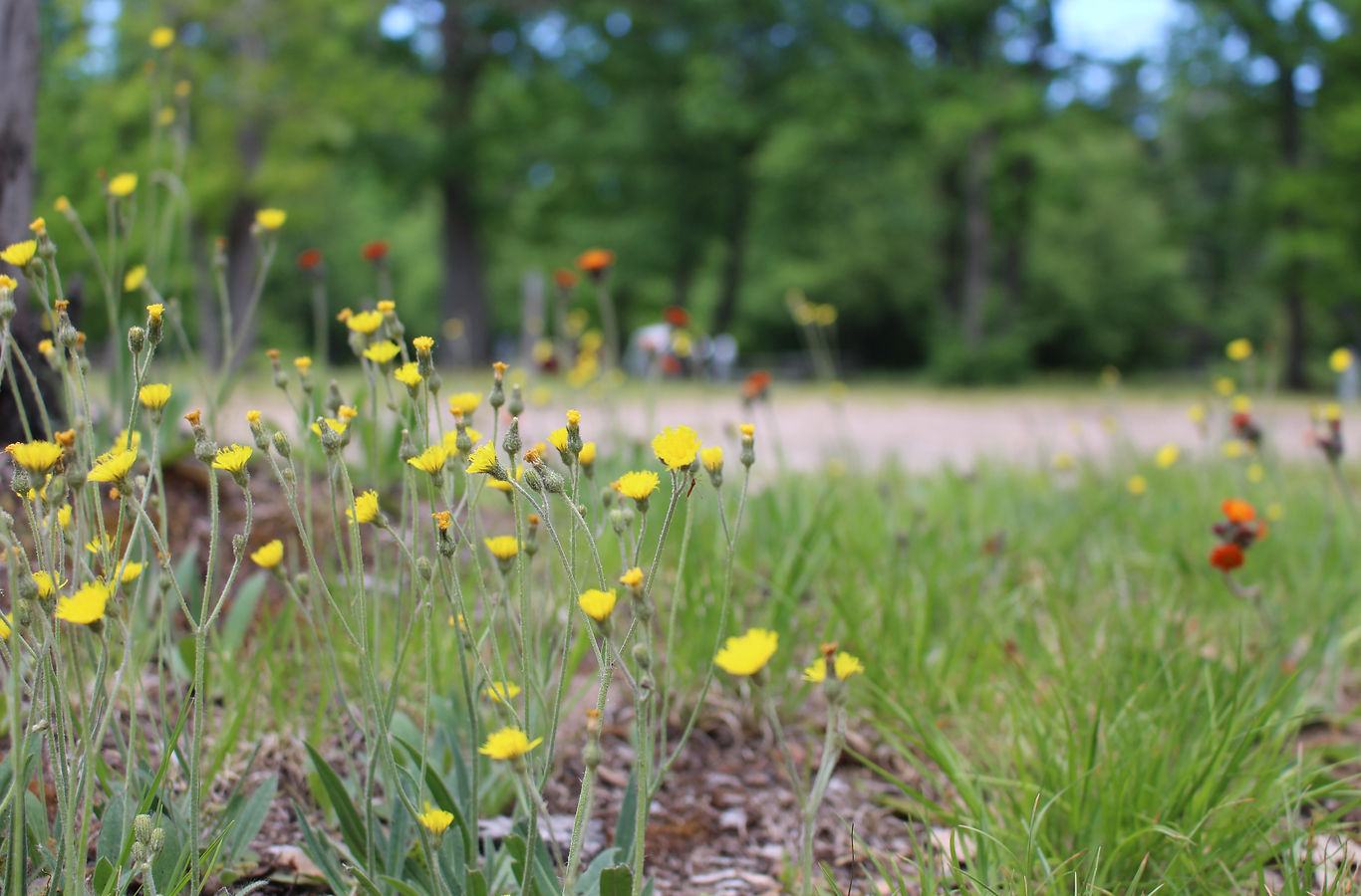 Twin Oaks Campground & Cabins - Wellston, Michigan - glamping.directory