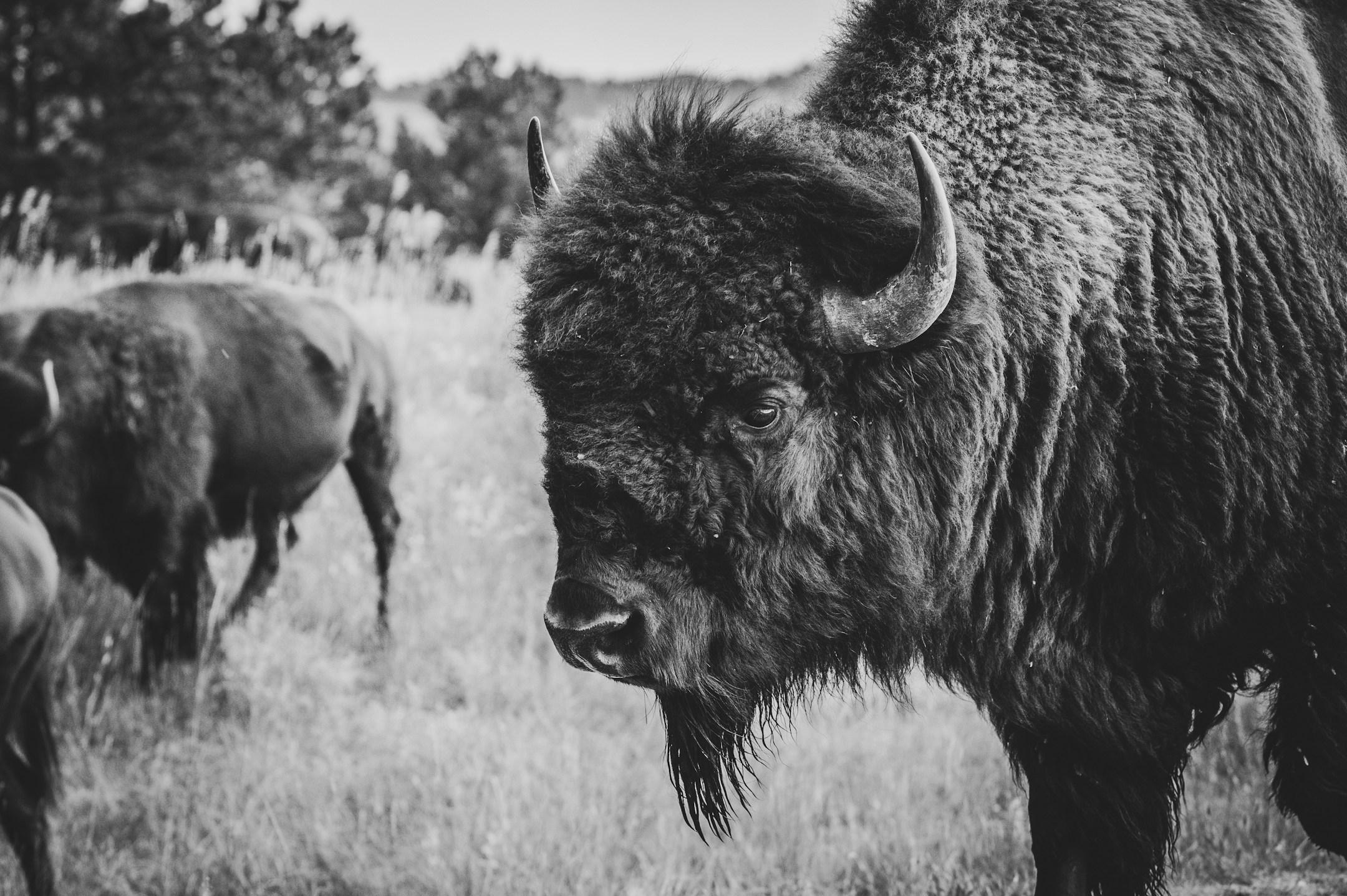 Scruffy Buffalo Glamp - Almo, Idaho - glamping.directory