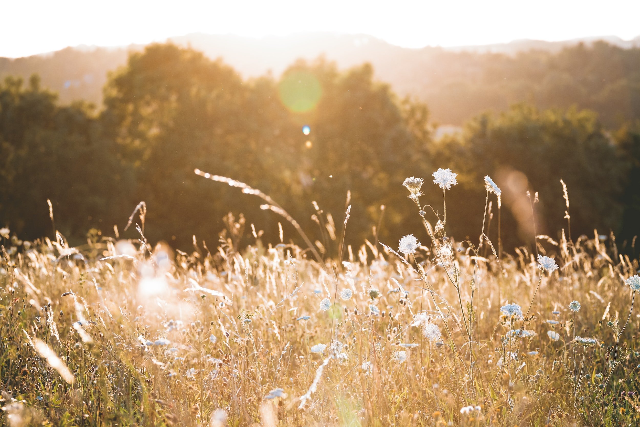 Low Meadow Farms - Knoxville, Tennessee - glamping.directory