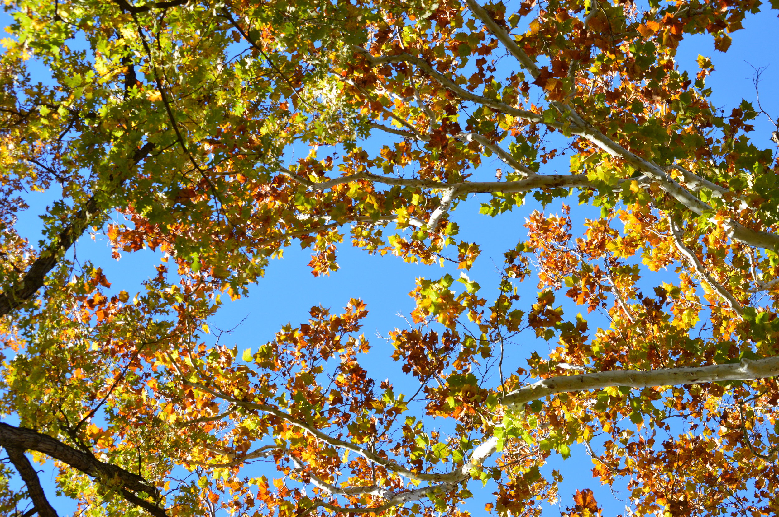 Nahkeeta Campsite LLC - Martinsburg, West Virginia - glamping.directory