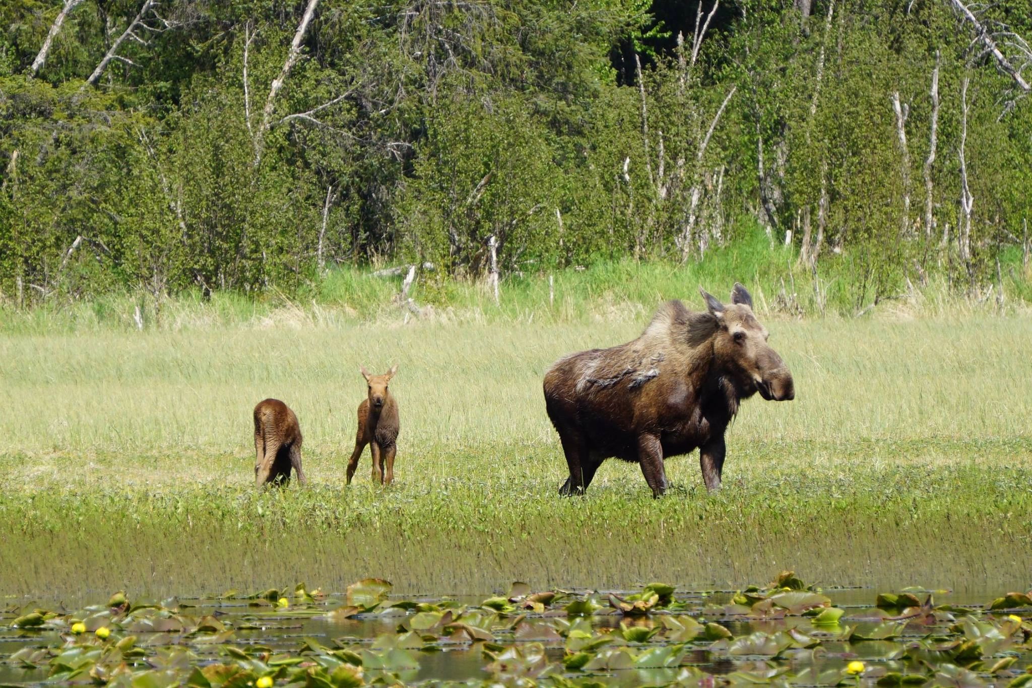 Moose Pass Campground - Moose Pass, Alaska - glamping.directory
