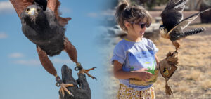 Raptor Ranch Glamping - Williams, Arizona - glamping.directory