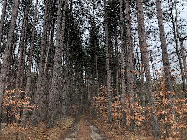 Air & Sun Acres - Cabin Rentals - Le Roy, Michigan - glamping.directory