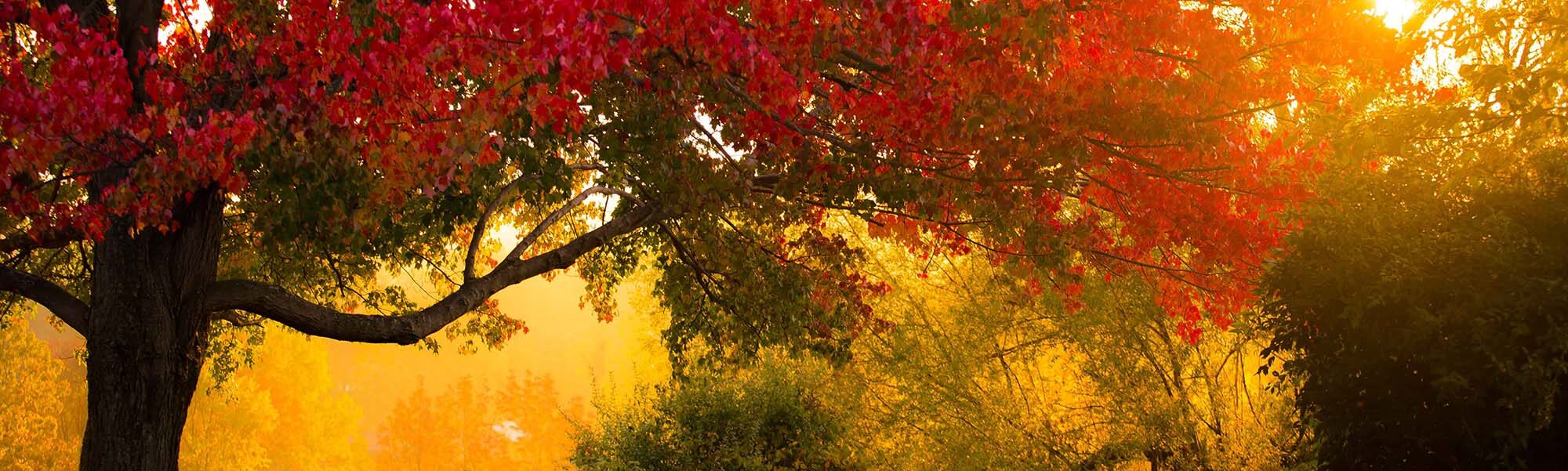Maplewoods Campground - Johnson, Vermont - glamping.directory