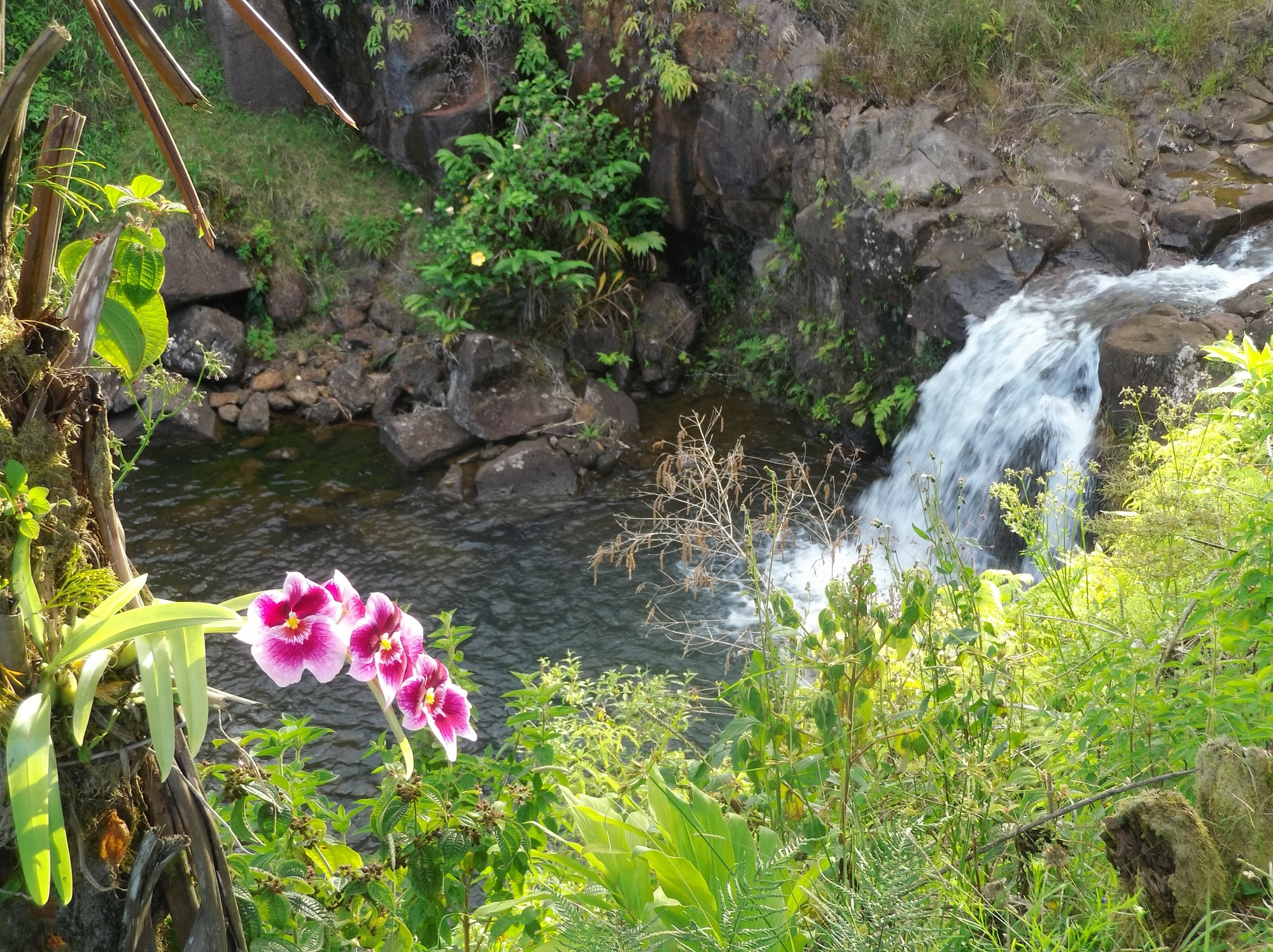 Kikala Waterfall Lodge - Hilo, Hawaii - glamping.directory