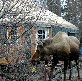 Alaskan Yurt with Amazing Views of Kachemak Bay - Homer, Alaska - glamping.directory