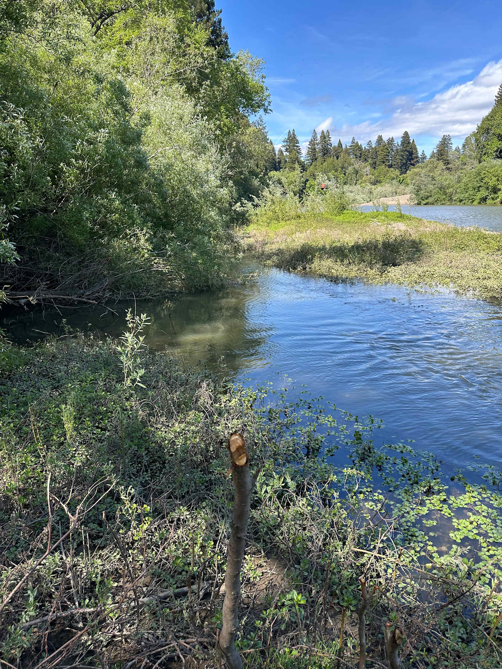 Private Island On The Russian River - Forestville, California - glamping.directory
