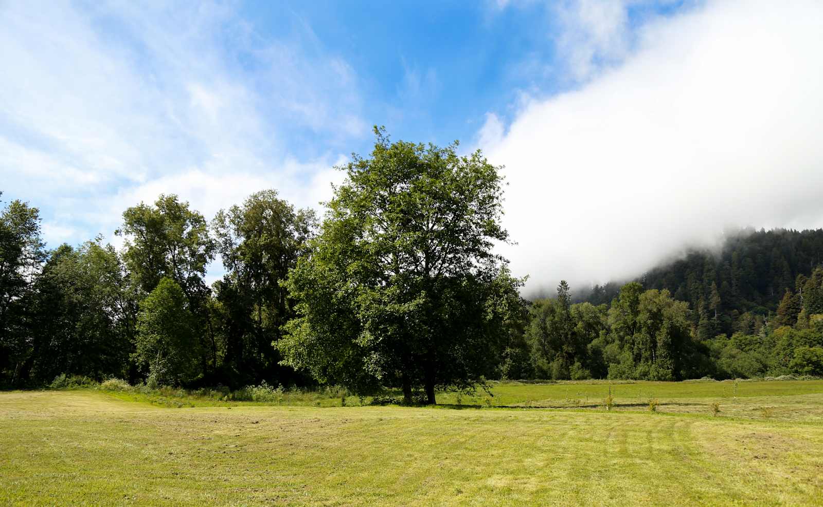 Redwood RV Park - Klamath, California - glamping.directory