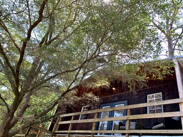 Modern Treehouse Rental with Pool for Glamping in Florida - glamping.directory