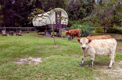 Luxury Highland Cow Glamping in Cozy Covered Wagon with Peaceful Farm Retreat in Melrose, Florida - Melrose, Florida - glamping.directory