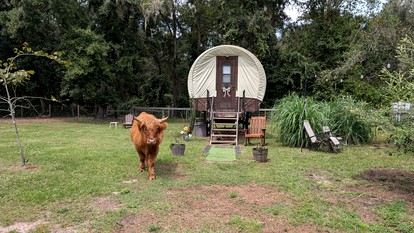 Luxury Highland Cow Glamping in Cozy Covered Wagon with Peaceful Farm Retreat in Melrose, Florida - Melrose, Florida - glamping.directory