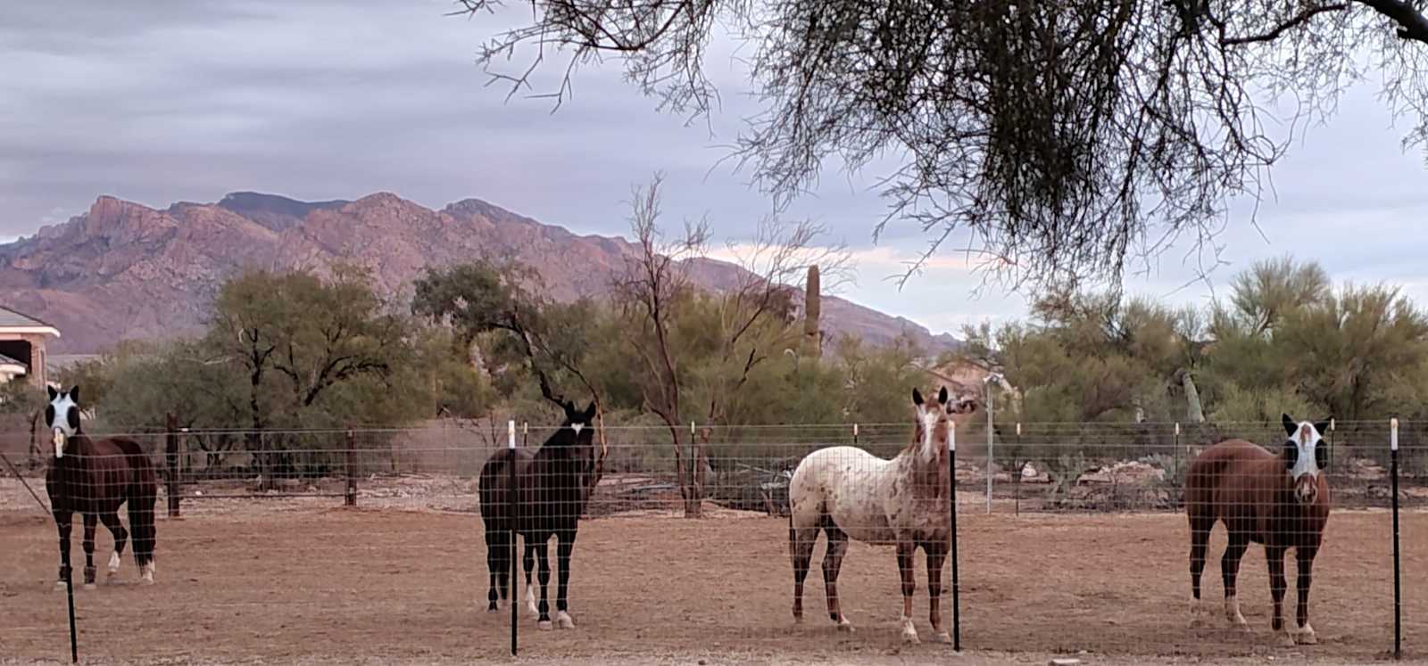 Double H Hacienda - Tucson, Arizona - glamping.directory