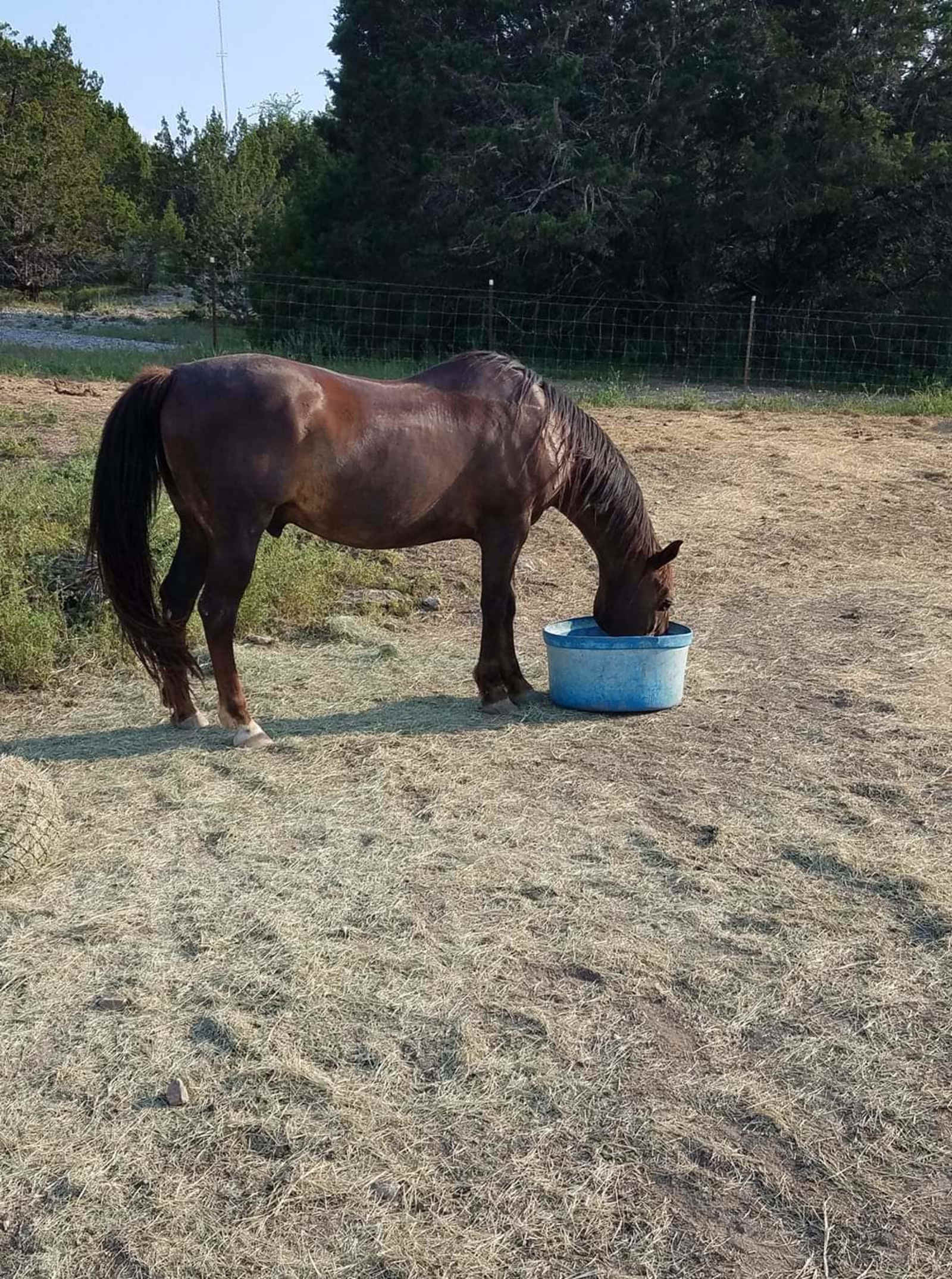 Shasta Valley Horse Ranch Adventure - Montague, California - glamping.directory