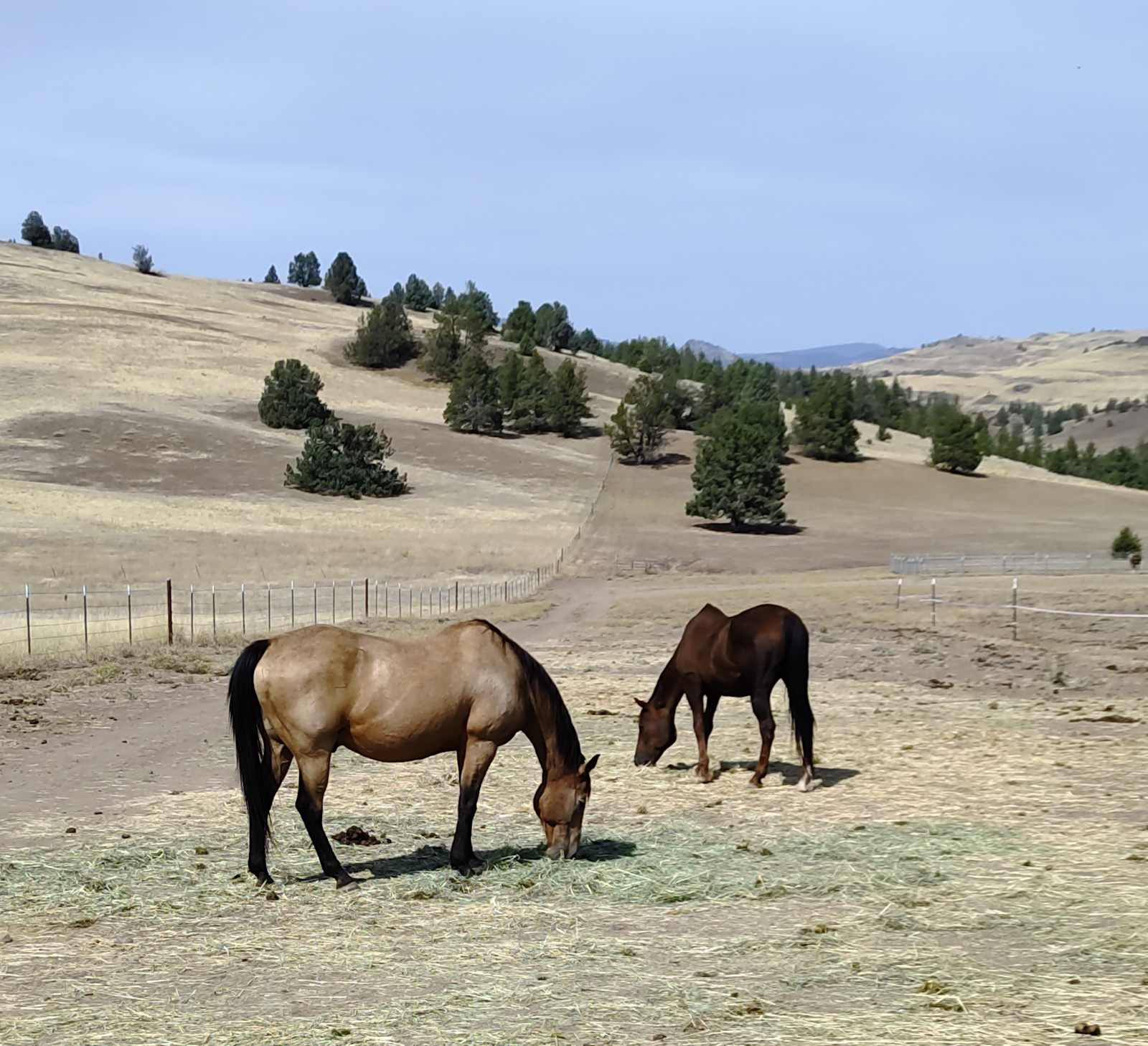 Shasta Valley Horse Ranch Adventure - Montague, California - glamping.directory