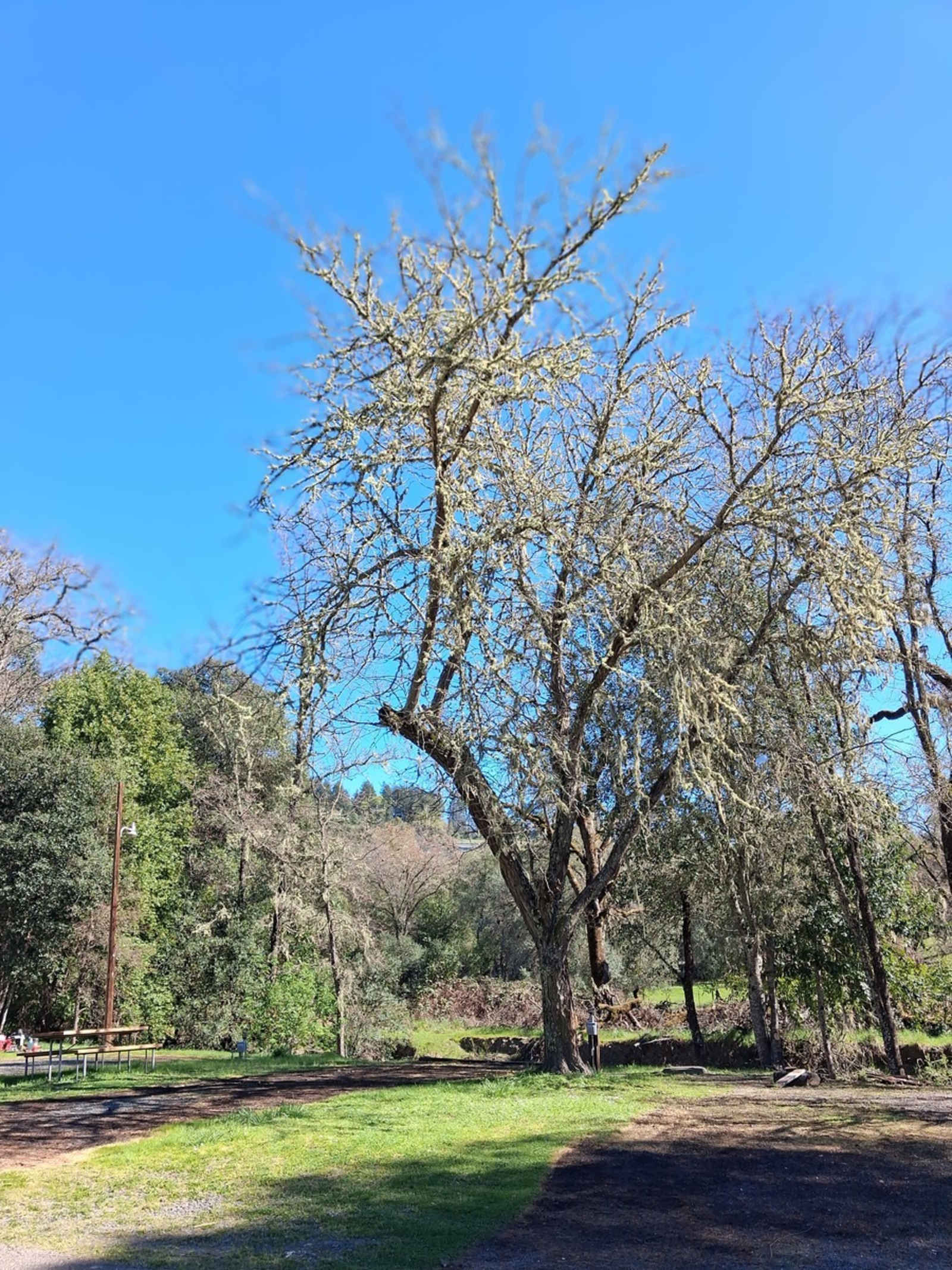 Ridgewood Ranch RV Park & Campground - Willits, California - glamping.directory