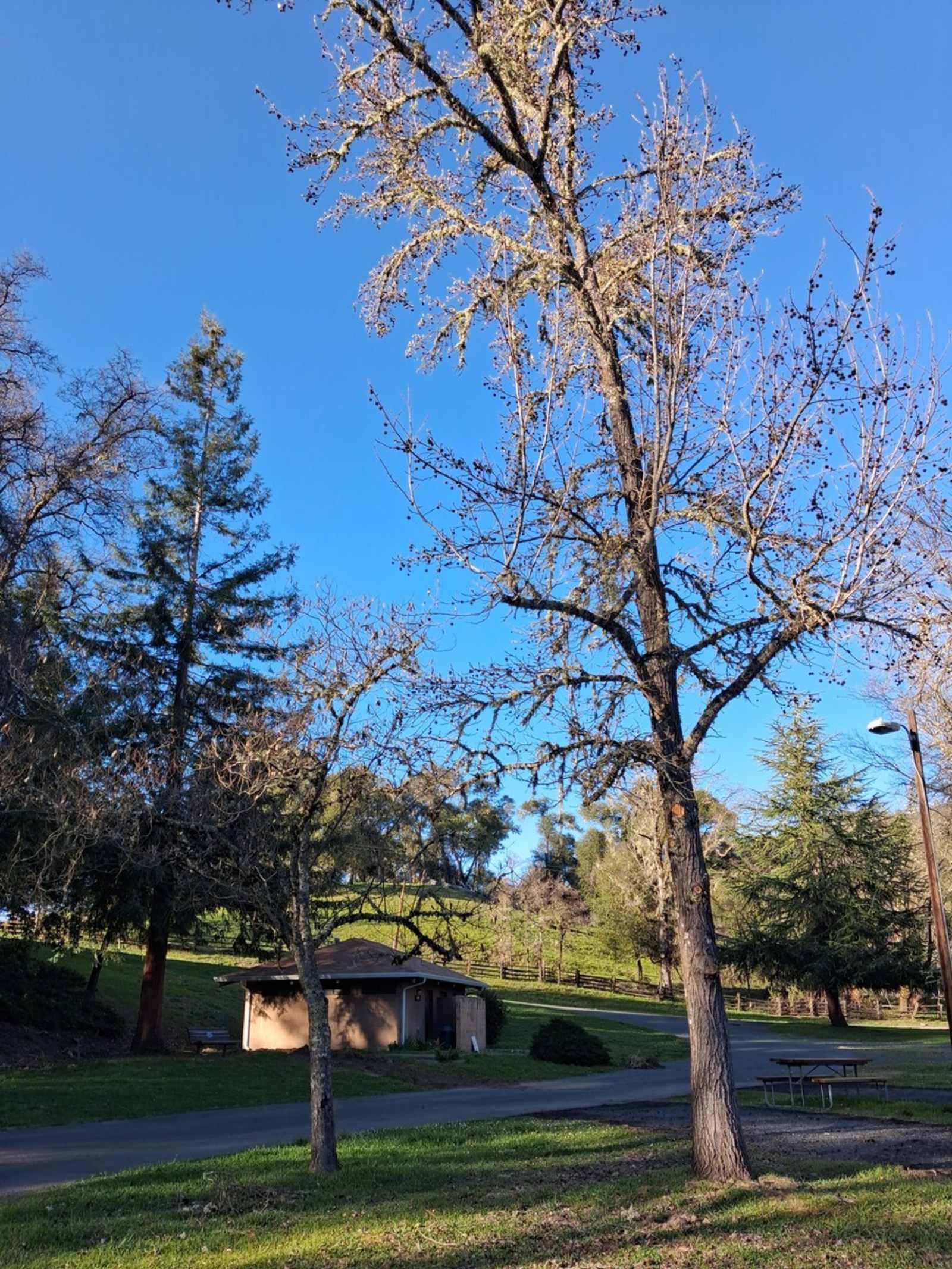Ridgewood Ranch RV Park & Campground - Willits, California - glamping.directory