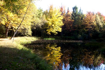 Secluded Cottage Rental in the Woods in Stony Creek, New York - Stony Creek, New York - glamping.directory